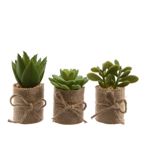 Succulent 3teg. 5x12cm Displ-36